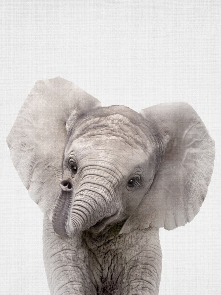 Curious Baby Elephant by Lila & Lola — canvas wall art