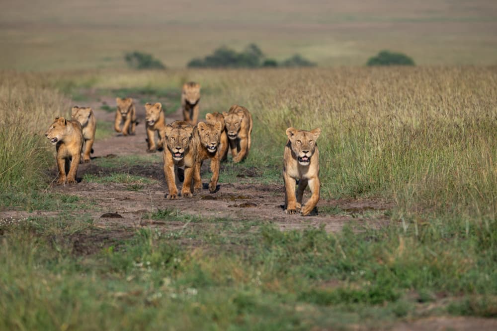Wild Lion Cubs Running by Bjoern Alicke — canvas wall art