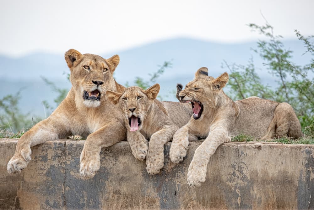 Lioness and Yawning Cubs by Alessandro Catta — canvas wall art