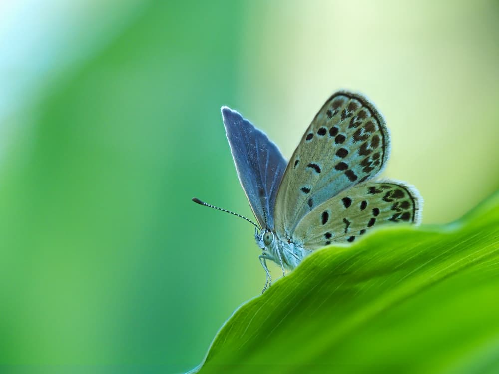 Blue Butterfly on Leaf by Takiko Hirai — canvas wall art