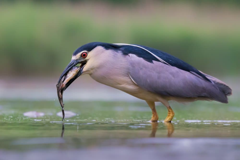 Night Heron Fishing by Jun Zuo — canvas wall art