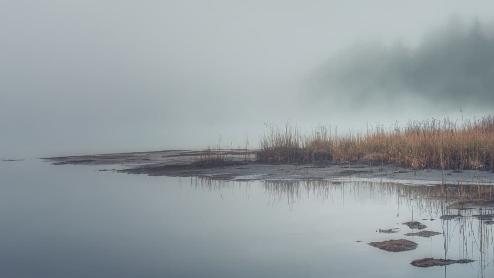 Misty Lake Reeds by Ulrike Eisenmann — canvas wall art