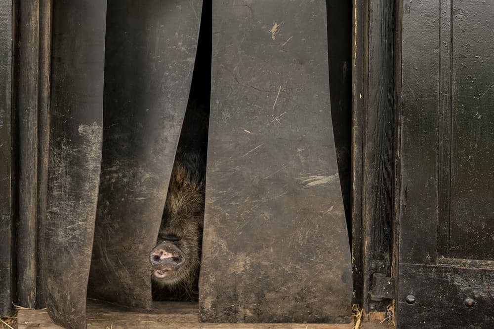 Curious Pig Peeks by Gert van den Bosch — canvas wall art