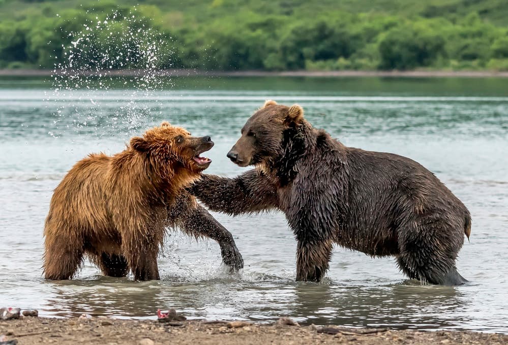 Brown Bears Splashing by Giuseppe DAmico — canvas wall art