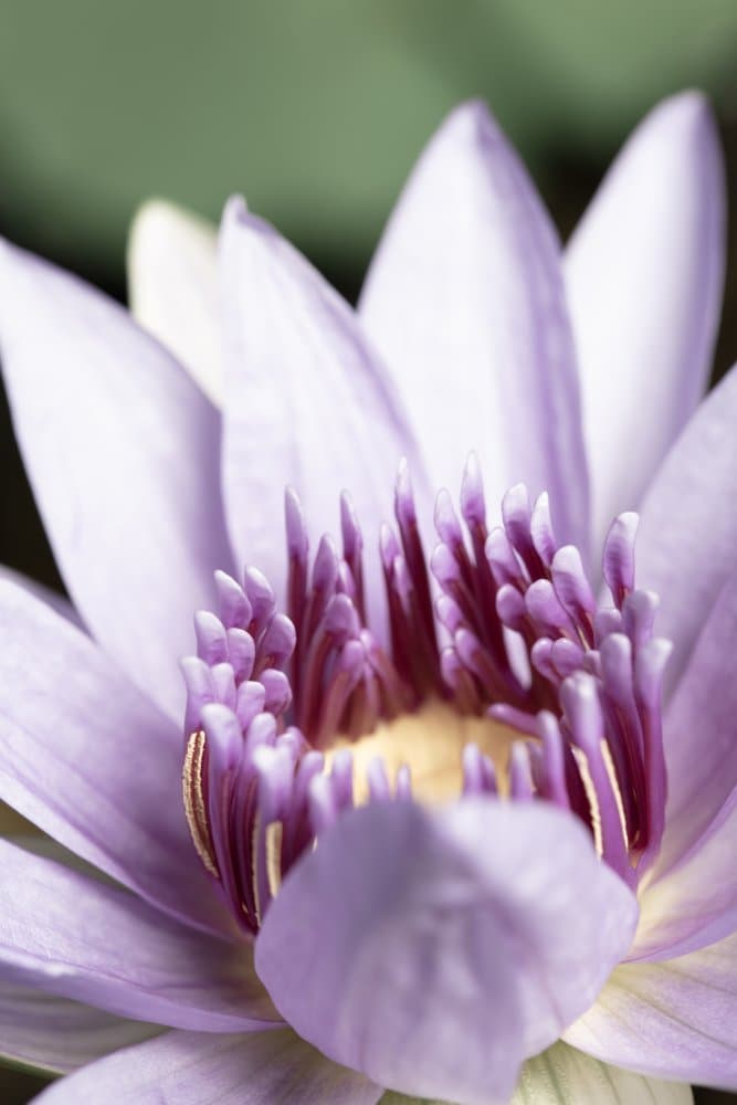 Purple Lotus Bloom by Pictufy Studio III — canvas wall art