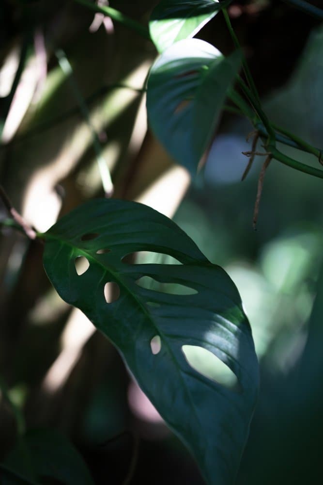 Monstera Leaf Light Shadow by Pictufy Studio III — canvas wall art