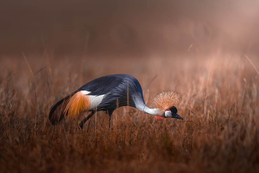 African Crowned Crane by Ahmed Sobhi — canvas wall art