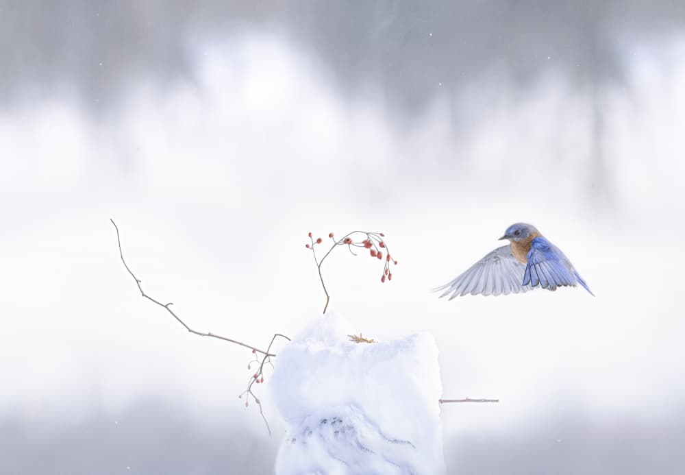 Bluebird Winter Flight by Larry Deng APA — canvas wall art