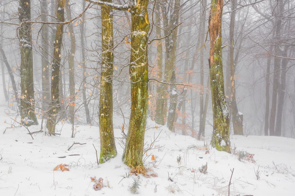 Misty Winter Forest by Alessandro Traverso — canvas wall art