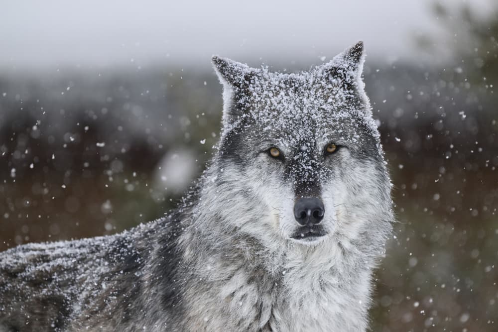 Winter Wolf Portrait by Rob Li — canvas wall art
