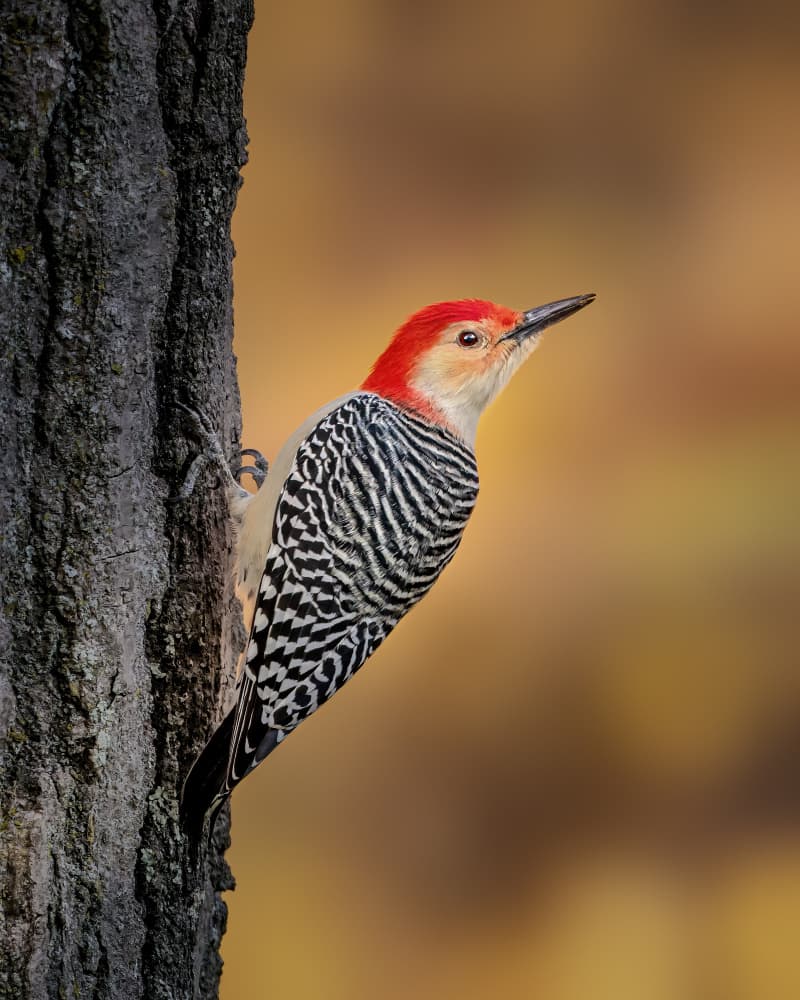 Red-Bellied Woodpecker On Tree by Jacob (Jian) Xu — canvas wall art