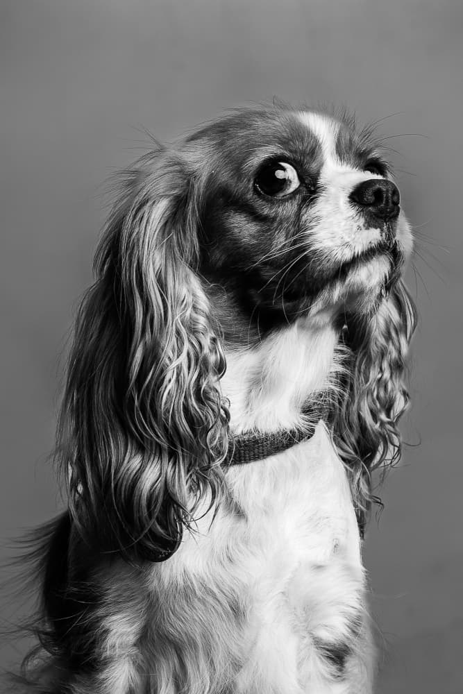 Puppy Looking Up by Ruth Franke — canvas wall art