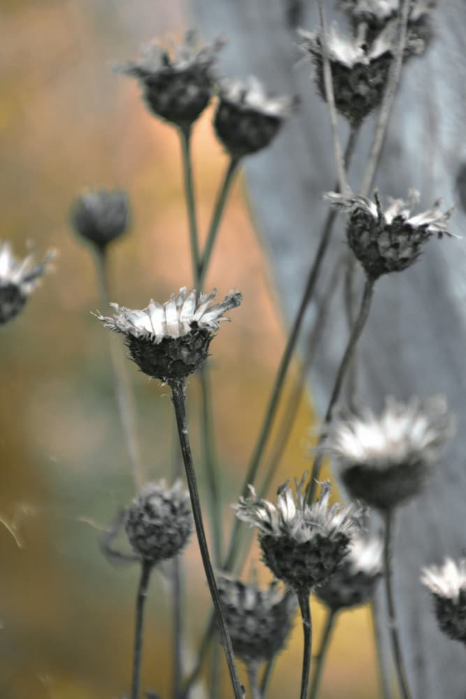 Muted Garden Thistles by Christina Sillen — canvas wall art