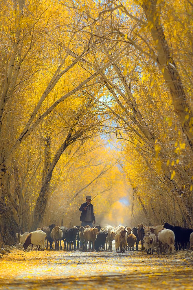 Shepherd on Golden Path by Hua Zhu — canvas wall art