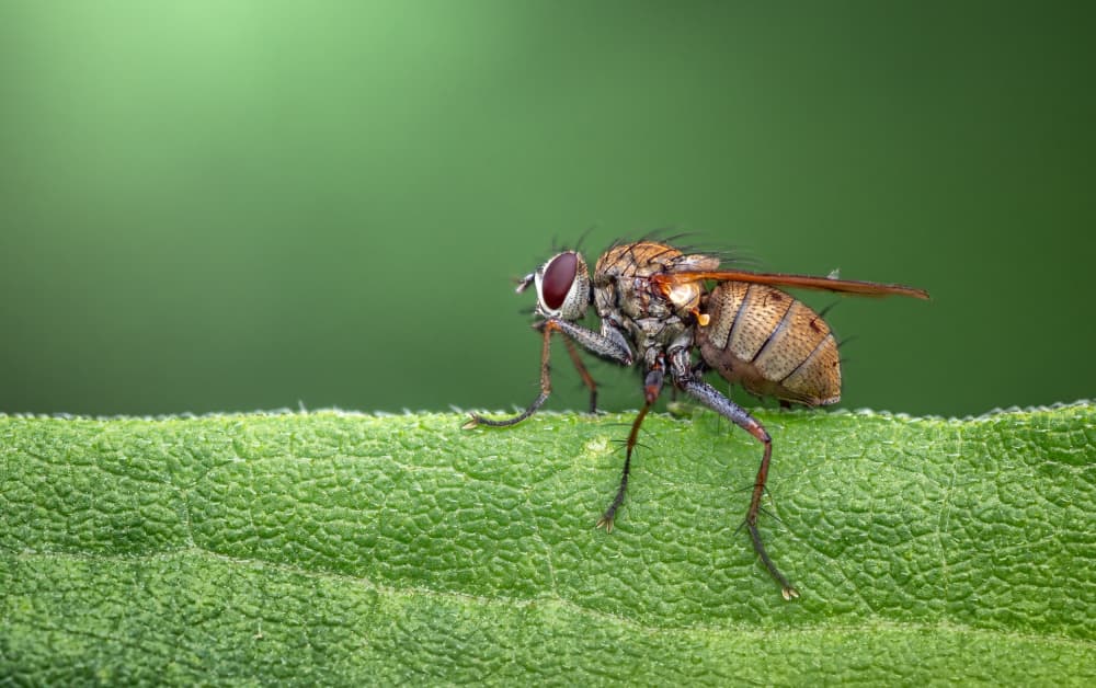 Macro Fly On Leaf by Atul Saluja — canvas wall art