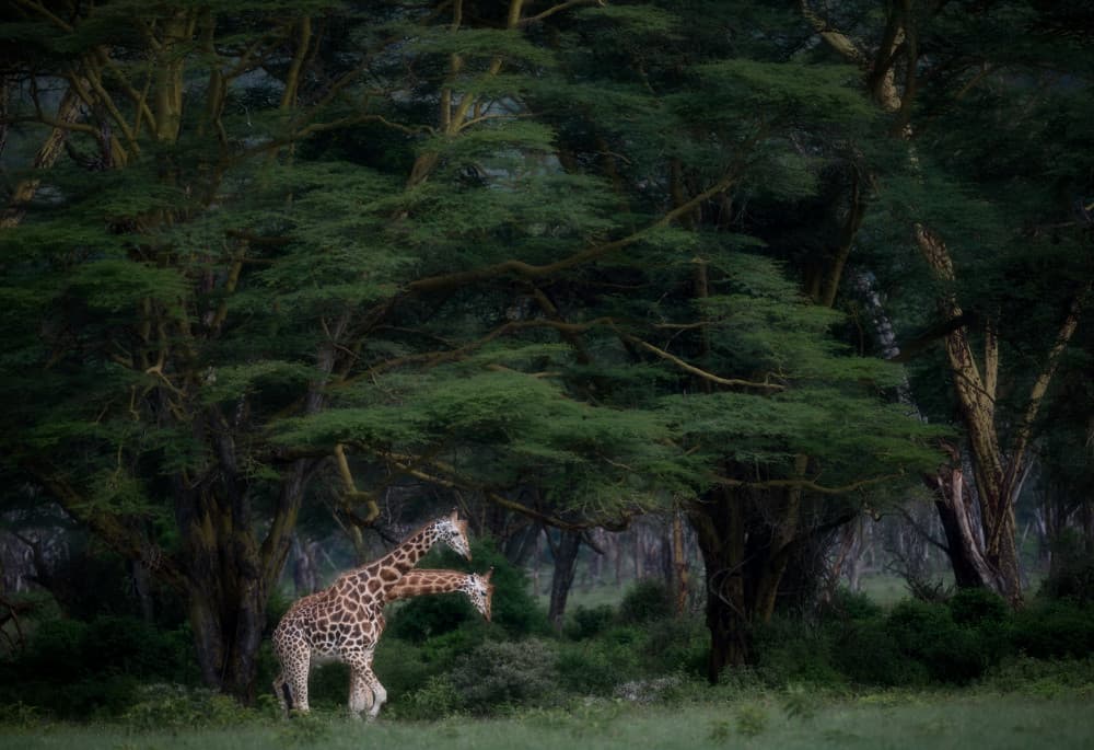 Graceful Giraffes in Forest by Luigi Ruoppolo — canvas wall art