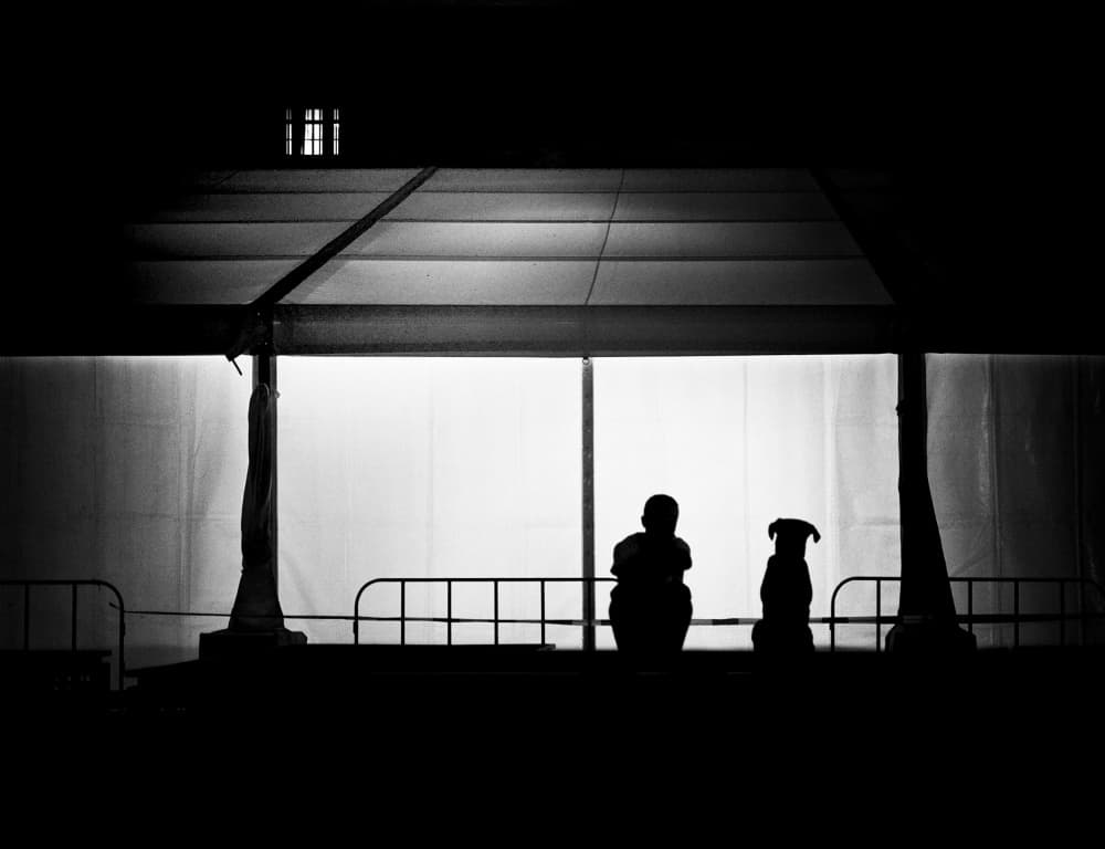 Quiet Night Companions by Mirela Momanu — canvas wall art