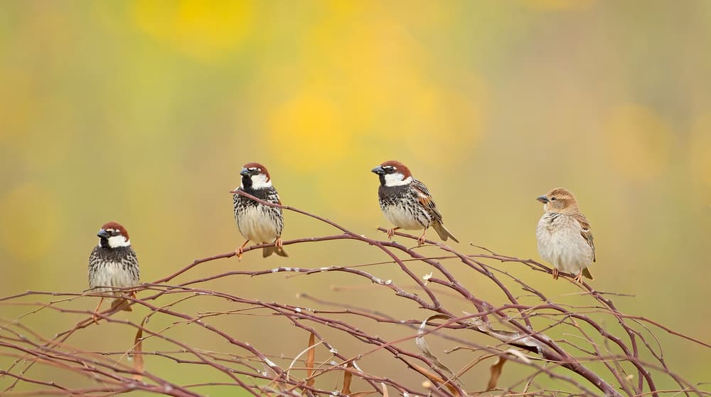 Four Sparrows on Branch by Shlomo Waldmann — canvas wall art