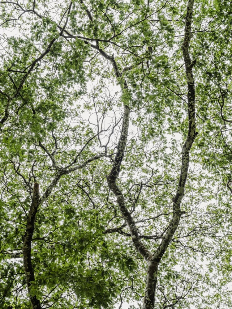 Lush Green Canopy by Photolovers — canvas wall art