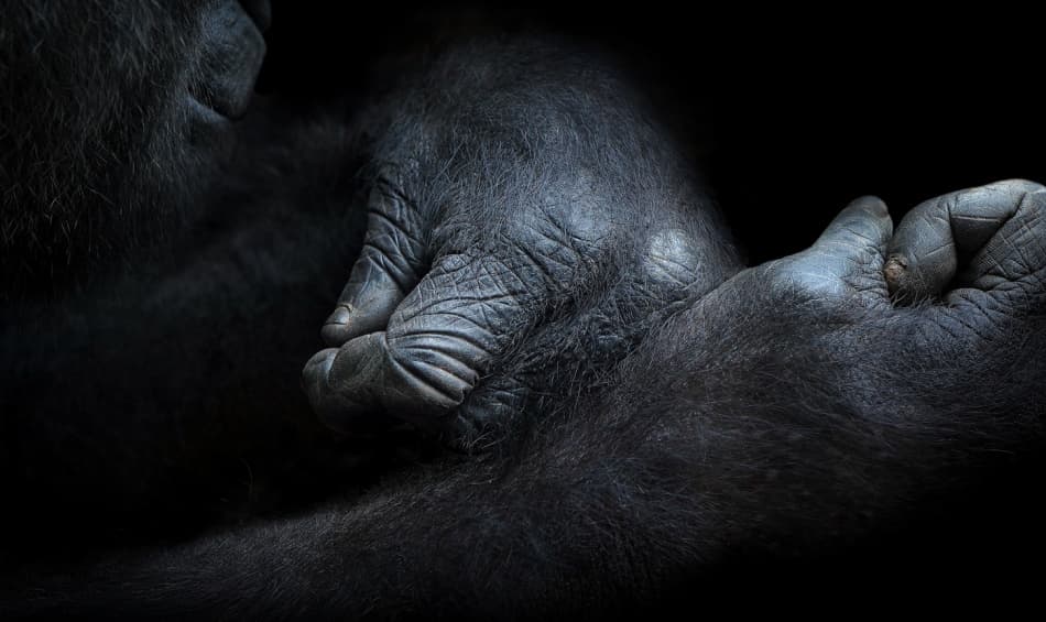 Gentle Gorilla Hand by Norbert Maier — canvas wall art