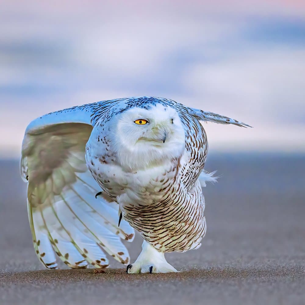 Snowy Owl Taking Flight by Yun Thwaits — canvas wall art