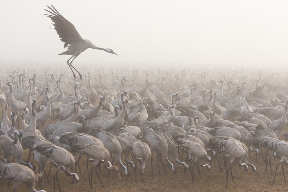 Cranes In The Fog by Keren Or — canvas wall art