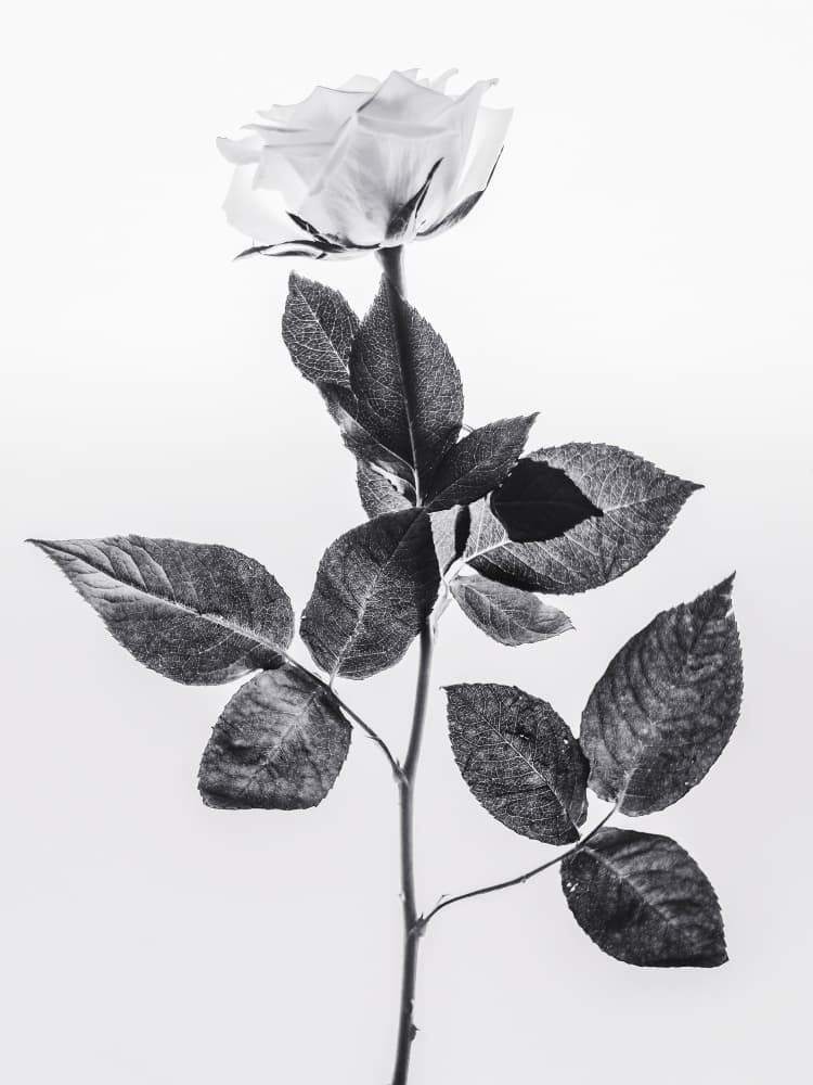 Black and White Rose by Magda Izzard — canvas wall art