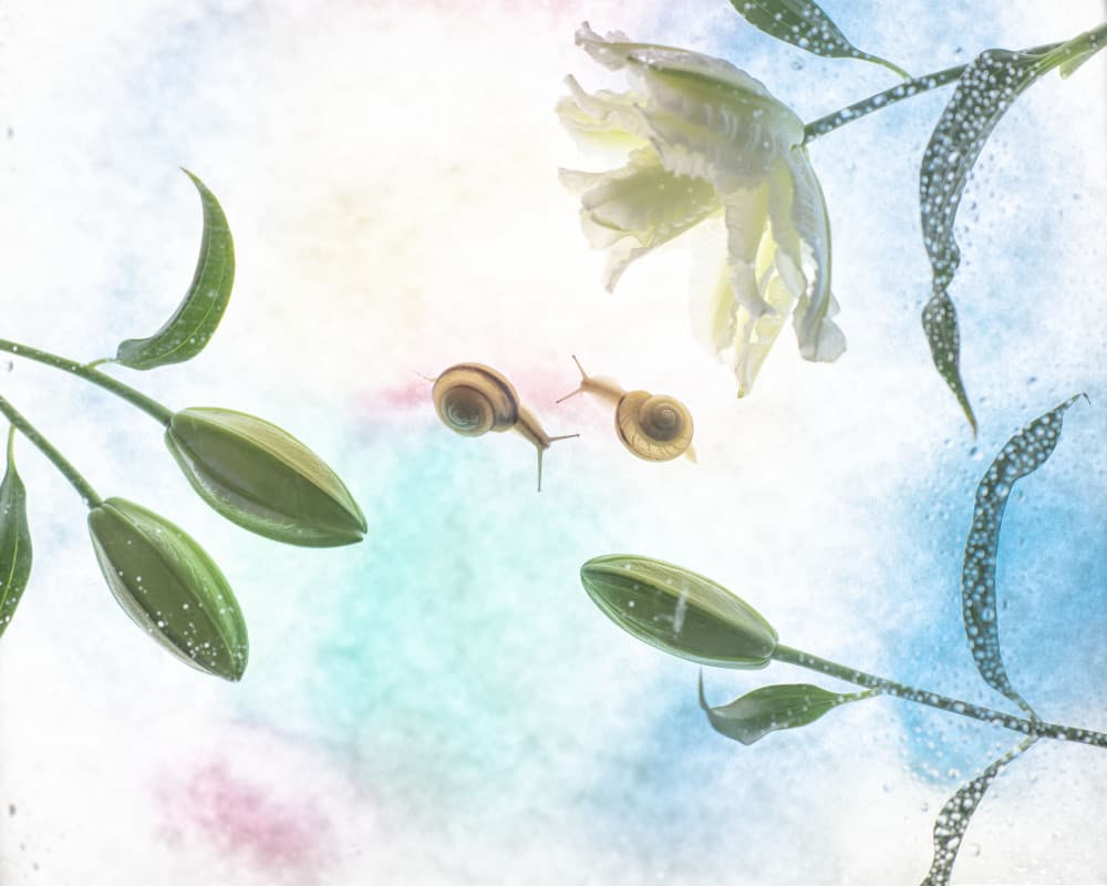 Dreamy Snails and Lilies by Miharu † — canvas wall art