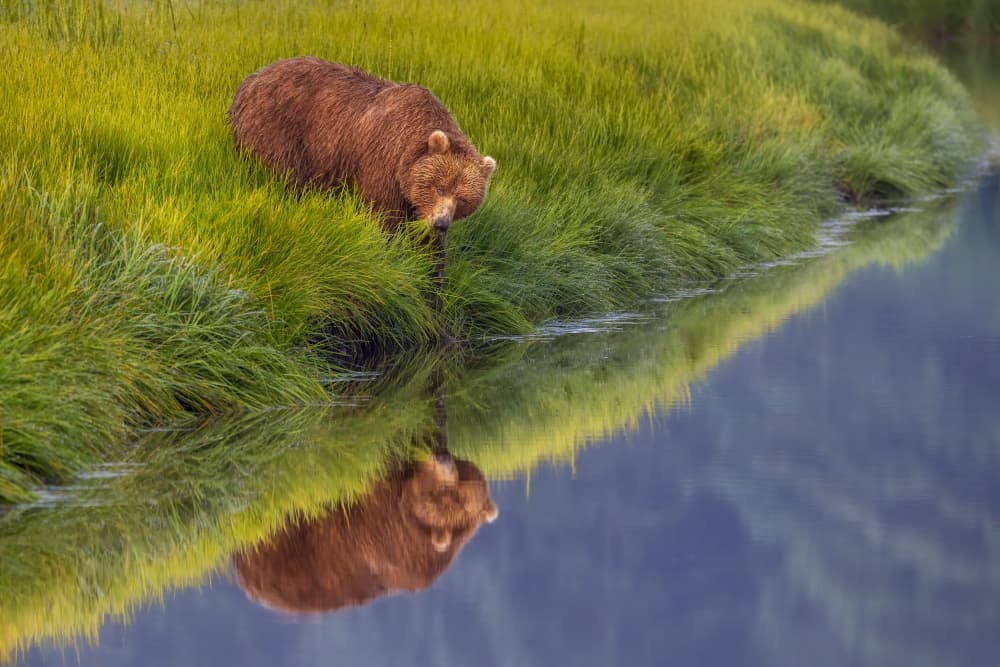 Grizzly Bear Reflection by Mark Strom — canvas wall art