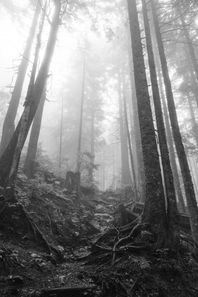 Misty Forest Path by Lynann Colligan — canvas wall art