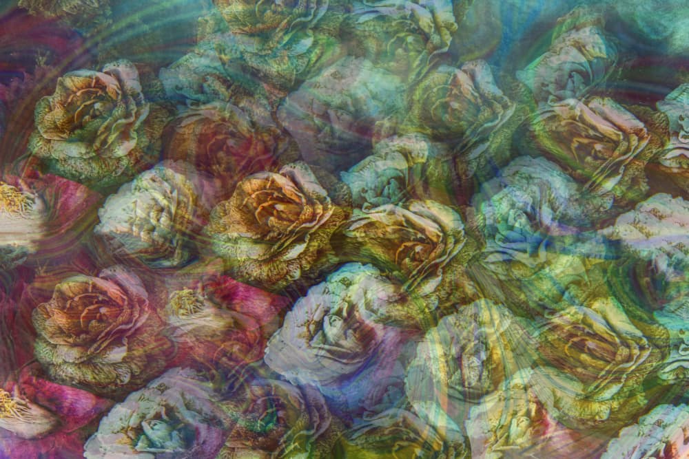 Dreamy Garden Roses by Yasutaka Sameshima — canvas wall art