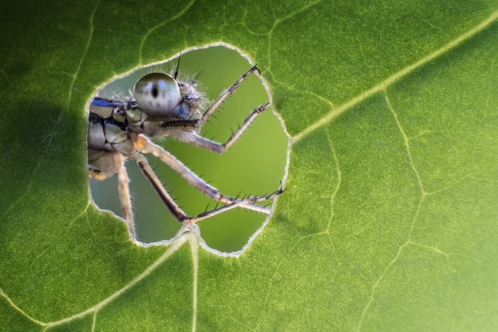 Insect Peeking Through Leaf by Alberto Ghizzi Panizza — canvas wall art