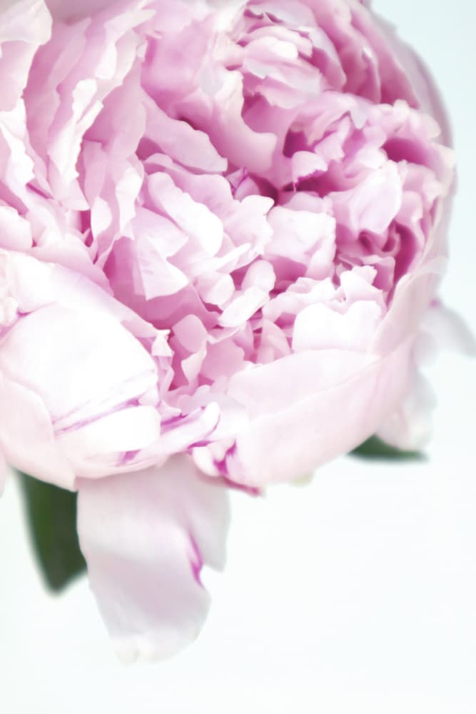 Soft Pink Peony by Rosana Laiz Blursbyai — canvas wall art