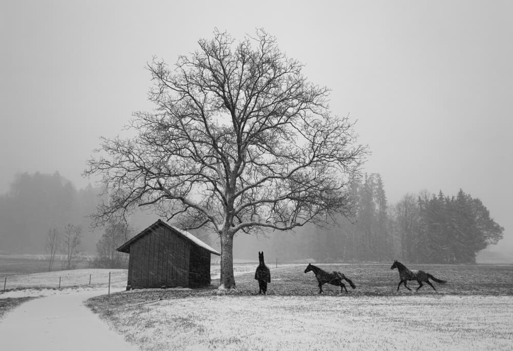 Winter Horses Running by Streiff Marcel — canvas wall art