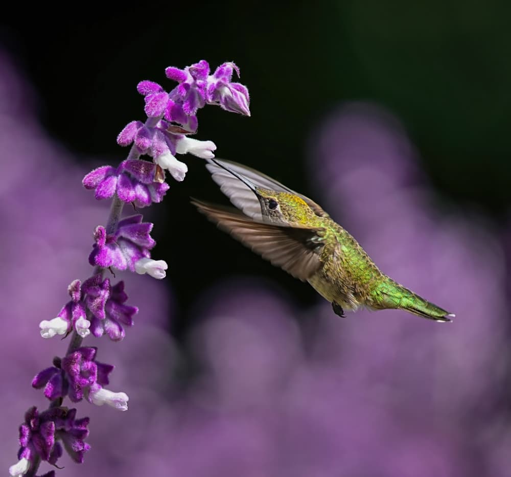 Hummingbird Purple Flower by Xiaojian Huang — canvas wall art
