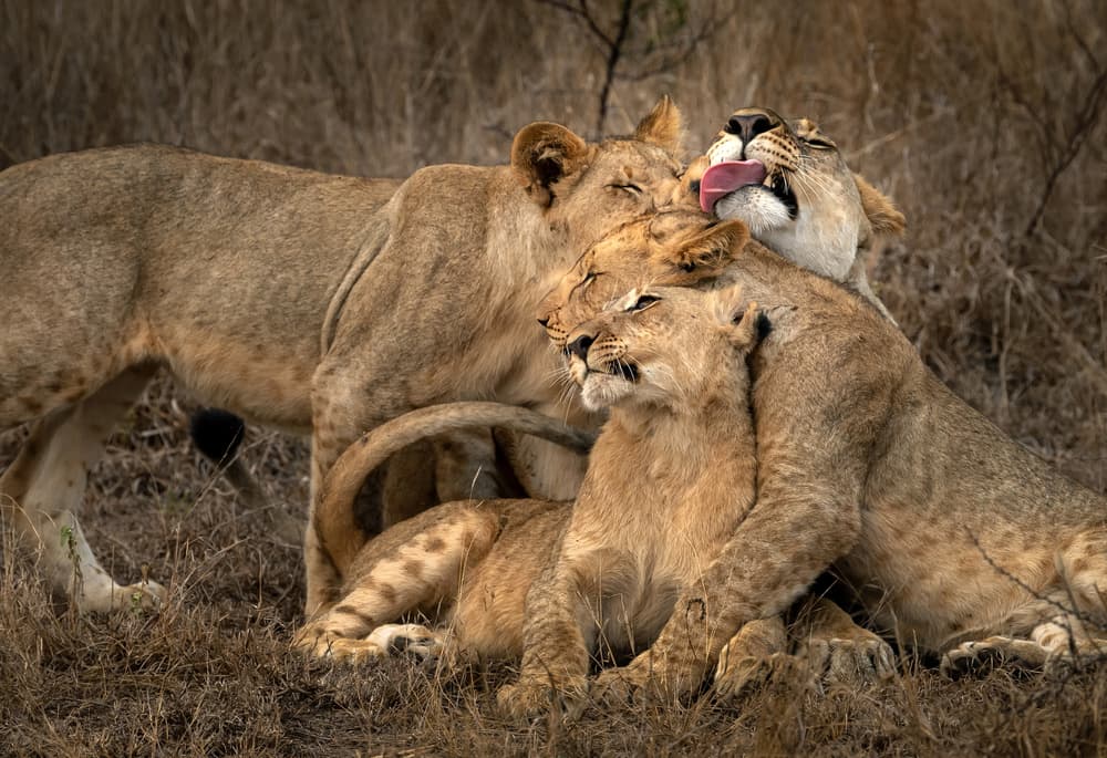 Loving Lionesses Grooming by Hung Tsui — canvas wall art