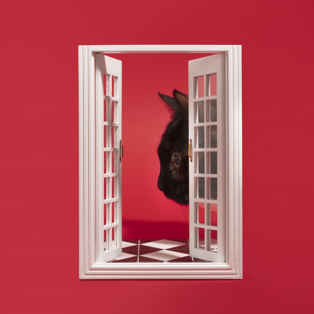 Curious Rabbit Red Window by Julia Ramiro — canvas wall art