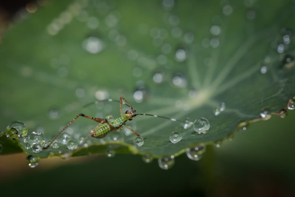 Green Insect Dewdrops by Xiaohong Zhang — canvas wall art