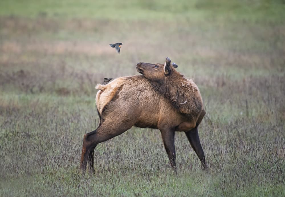 Elk and Bird Interaction by Larry Deng APA — canvas wall art