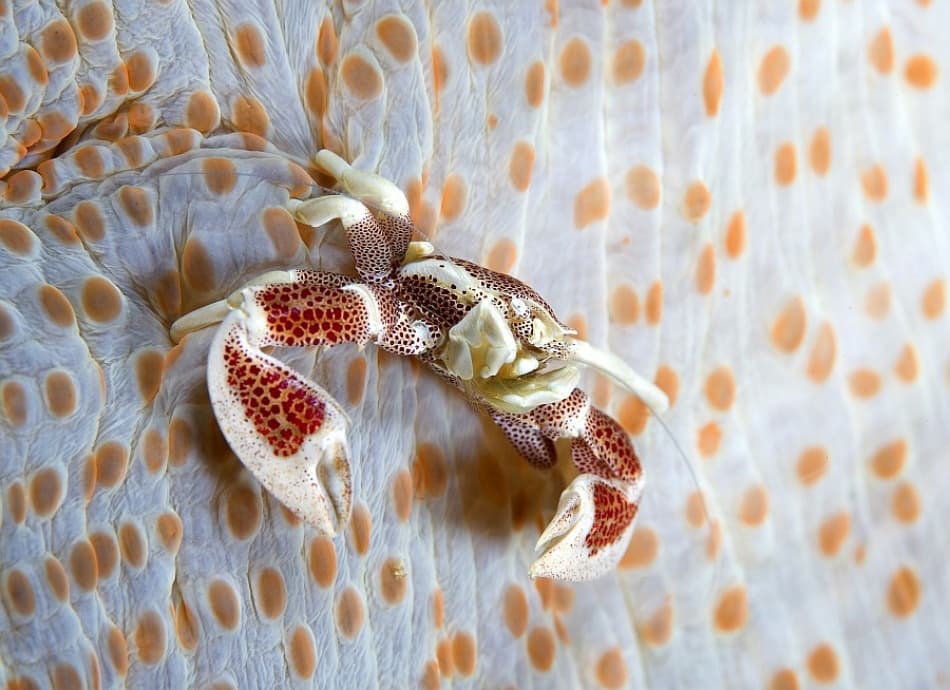 Spotted Crab on Anemone by Andrey Narchuk — canvas wall art