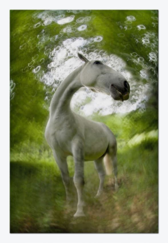 Favori by Milan Malovrh — canvas wall art
