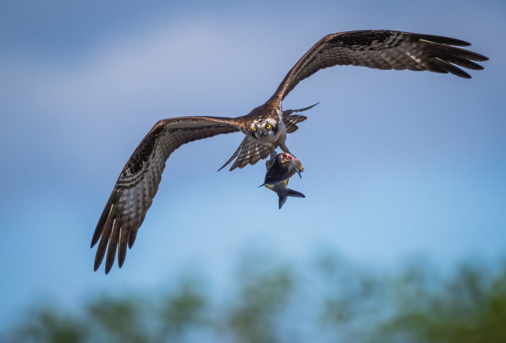 Osprey's Fresh Catch by Xiaobing Tian — canvas wall art