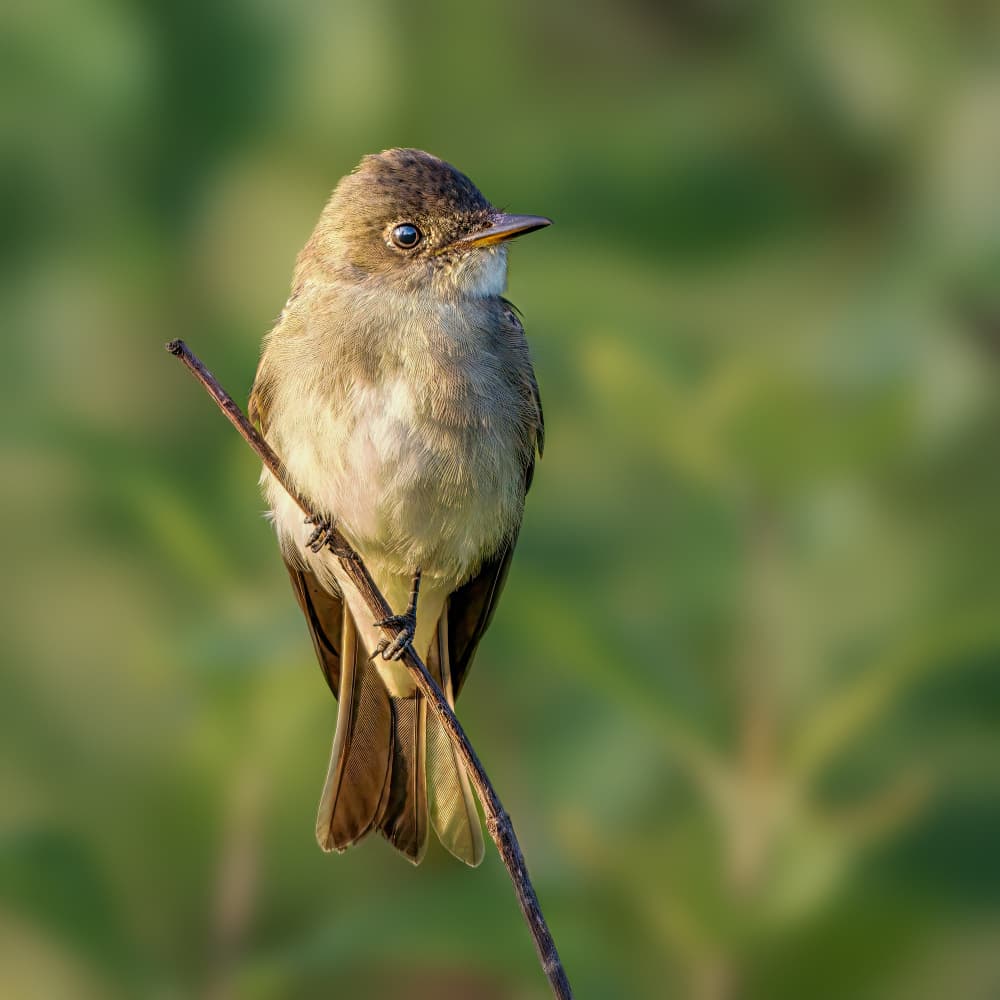 Little Bird Soft Light by Jacob (Jian) Xu — canvas wall art