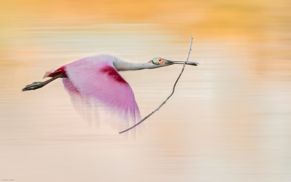 Graceful Pink Spoonbill Flight by John J. Chen — canvas wall art