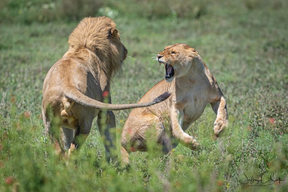 Lioness Roars at Lion by Jeffrey C. Sink — canvas wall art