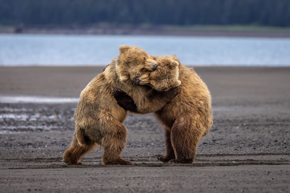Grizzly Bears Wrestling by Mark Strom — canvas wall art