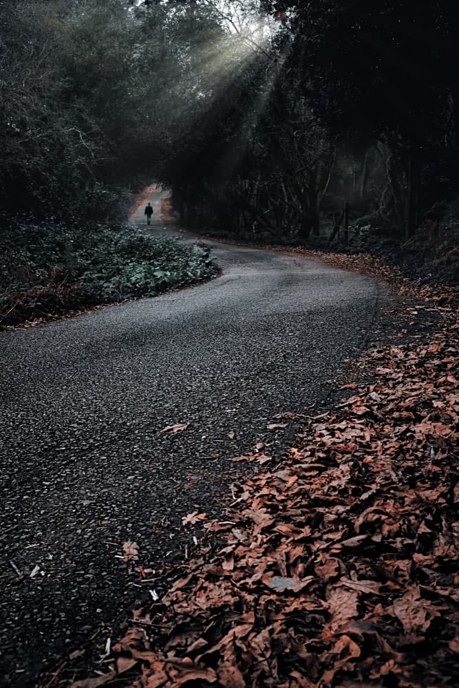 Mysterious Forest Road by Santiago Pascual Buye — canvas wall art
