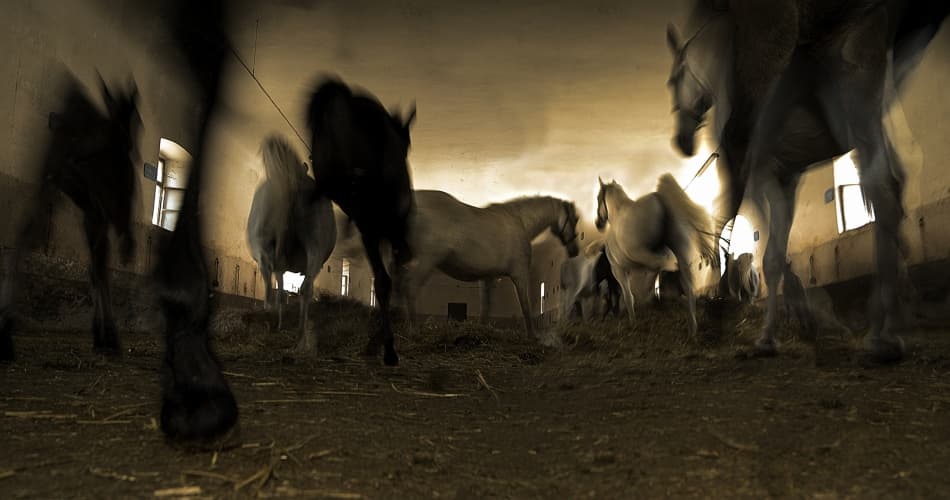Barn Horses Moving by Milan Malovrh — canvas wall art