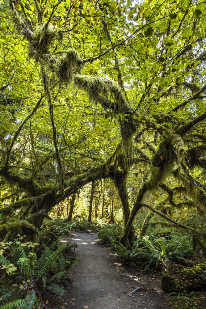 Enchanted Forest Path by Melanie Viola — canvas wall art