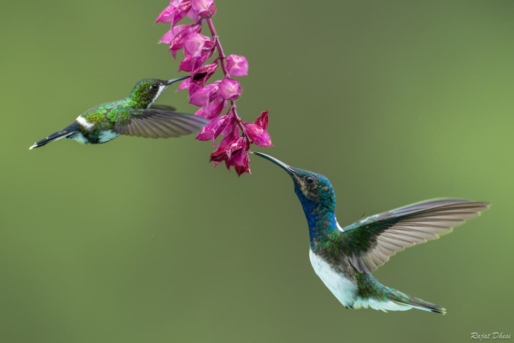 Tropical Hummingbird Pair by Rajat Dhesi — canvas wall art